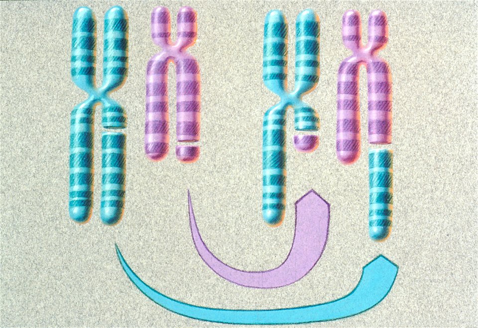 Translocation of chromosomes (close-up) illustration