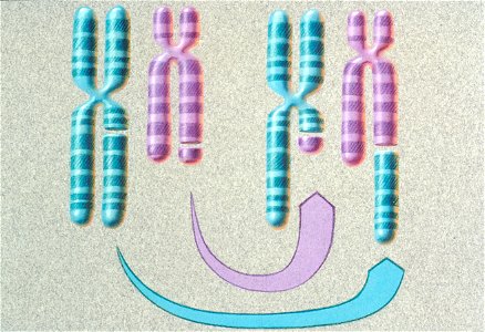 Translocation of chromosomes (close-up) illustration