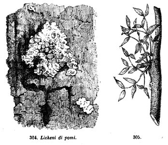 Trattato completo di agricoltura II fig106