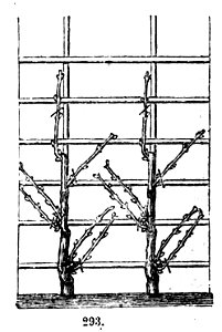 Trattato completo di agricoltura II fig097