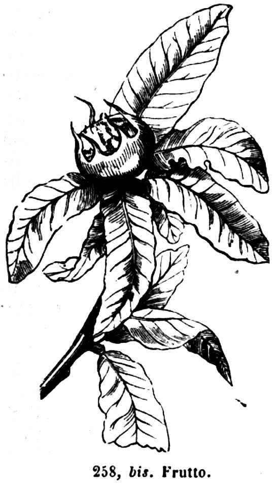 Trattato completo di agricoltura II fig069