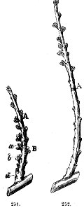 Trattato completo di agricoltura II fig062