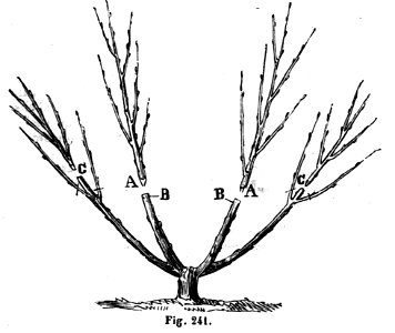 Trattato completo di agricoltura II fig053
