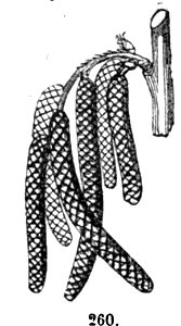 Trattato completo di agricoltura II fig071