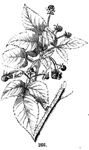 Trattato completo di agricoltura II fig075