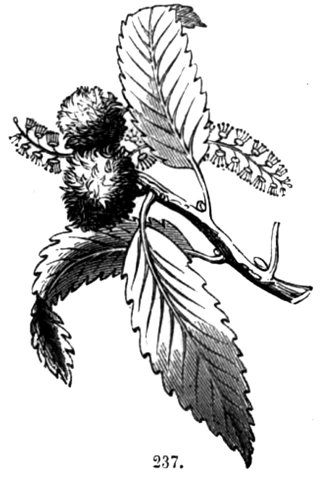 Trattato completo di agricoltura II fig049