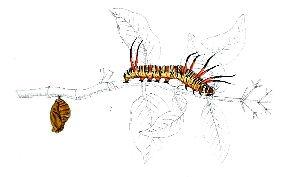 TrepsichroisLinnaei 35 1
