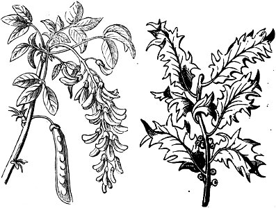 Trattato completo di agricoltura I fig088