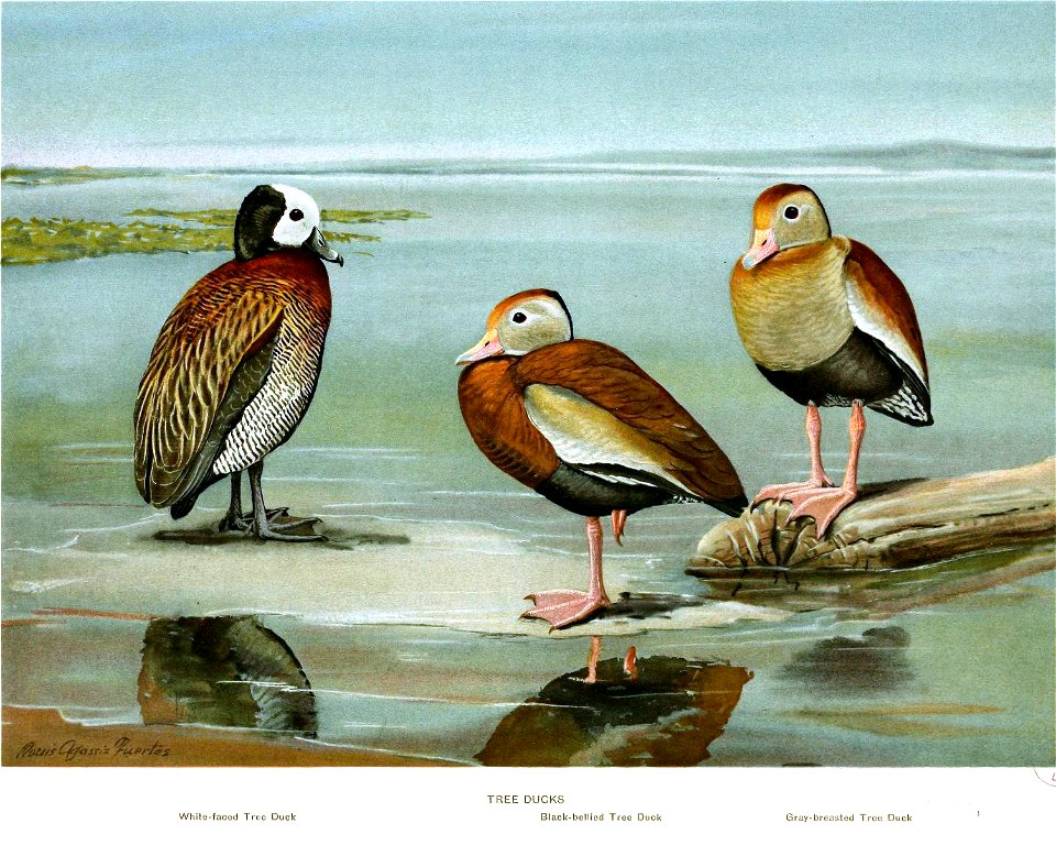 TreeDucksFuertes