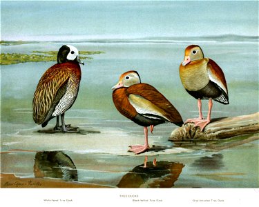 TreeDucksFuertes