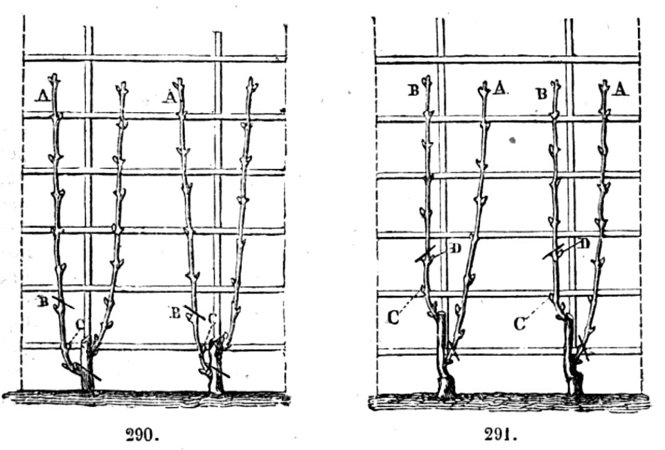Trattato completo di agricoltura II fig095