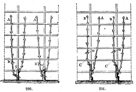 Trattato completo di agricoltura II fig095