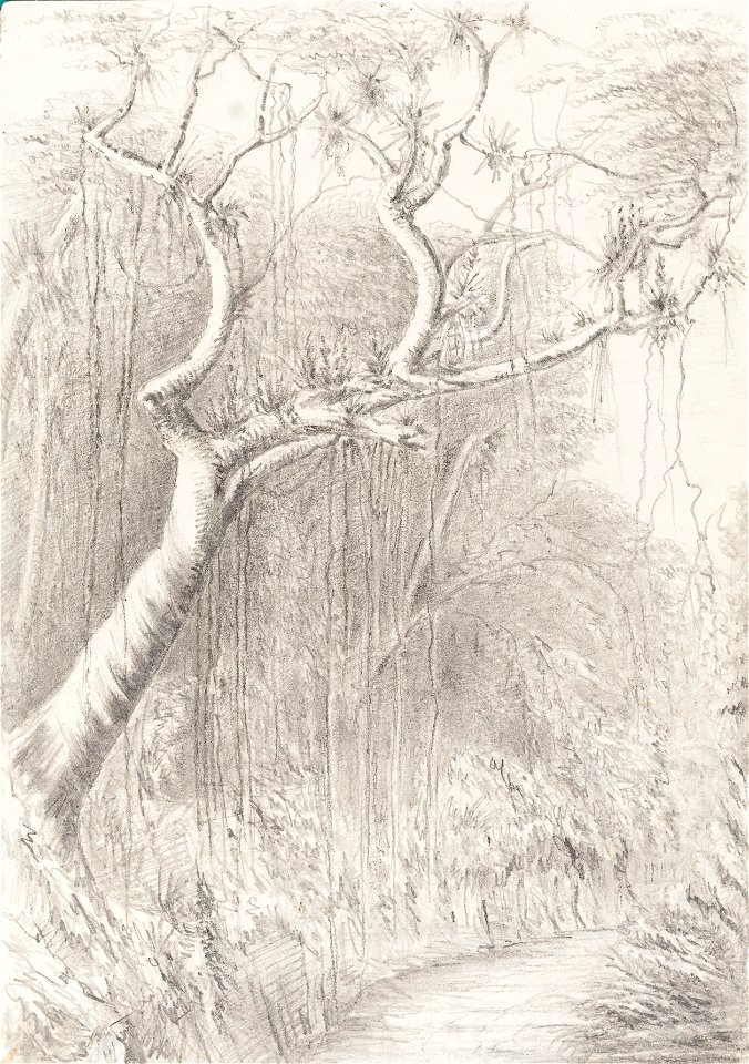 Tree on the Road to the Presidencia Petropolis July 6th 1854, da Coleção Brasiliana Iconográfica