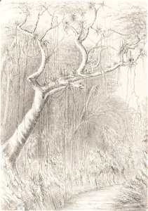 Tree on the Road to the Presidencia Petropolis July 6th 1854, da Coleção Brasiliana Iconográfica