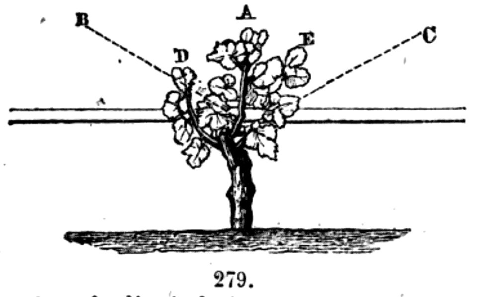Trattato completo di agricoltura II fig086