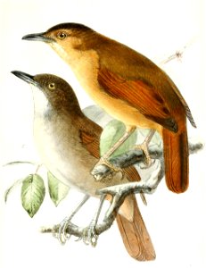 Trichastoma celebense finschi & Trichastoma celebense celebense 1876
