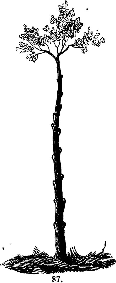 Trattato completo di agricoltura I fig062