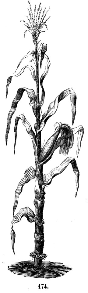 Trattato completo di agricoltura I fig136