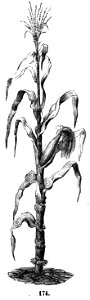 Trattato completo di agricoltura I fig136
