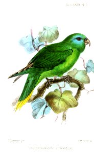 TrichoglossusPygmaeusKeulemans