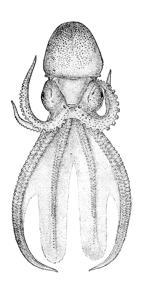 Tremoctopus violaceus2