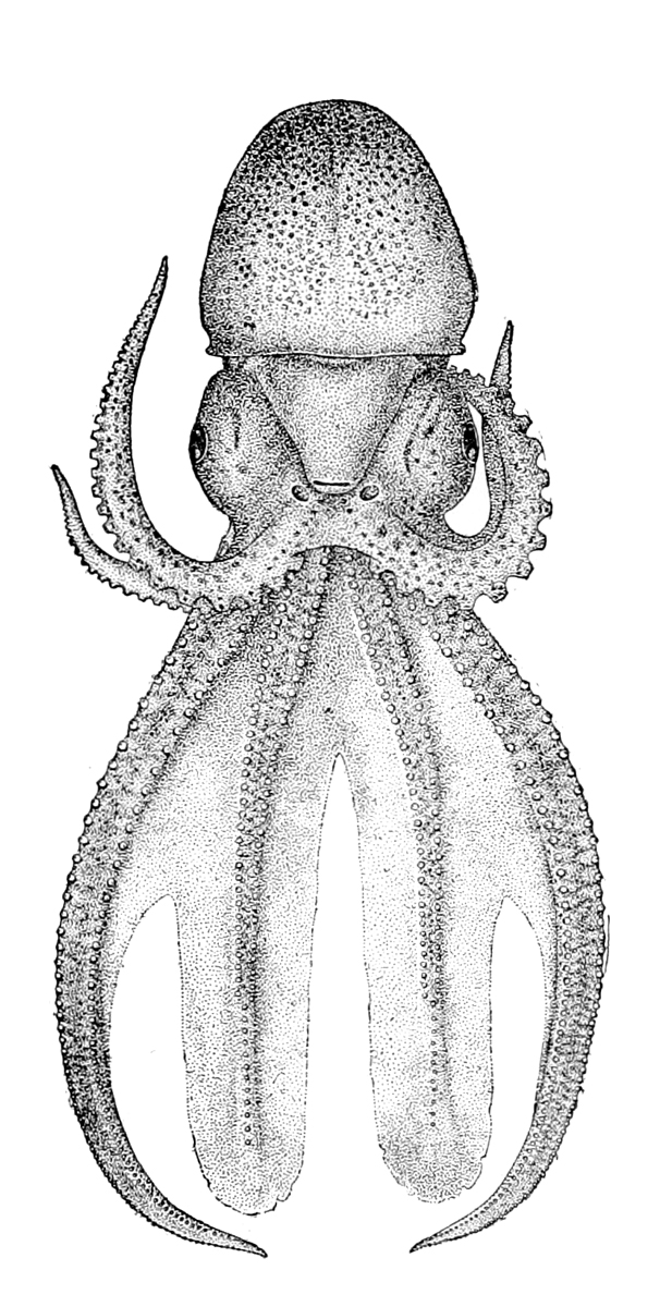 Tremoctopus violaceus2