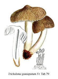 Tricholoma gausapatum-Icon-Mycol.-Tab-79. Free illustration for personal and commercial use.
