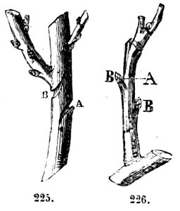 Trattato completo di agricoltura II fig037
