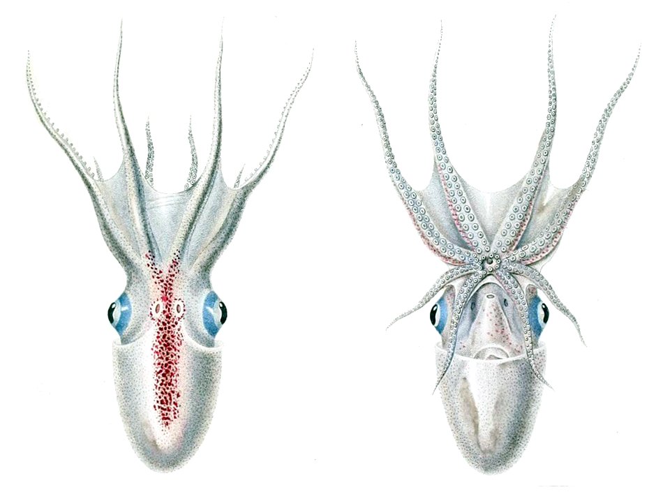 Tremoctopus violaceus d'Orbigny