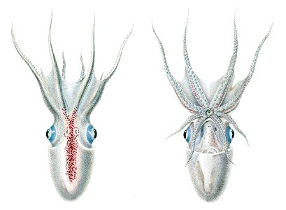 Tremoctopus violaceus d'Orbigny