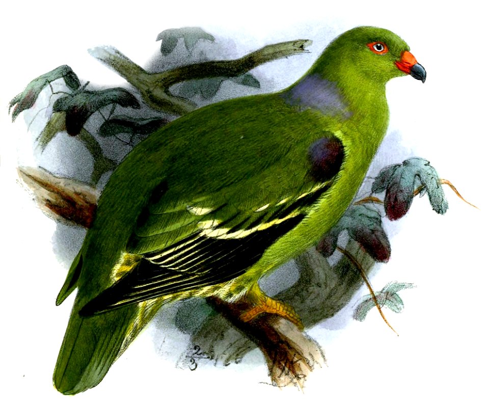 Treron calvus