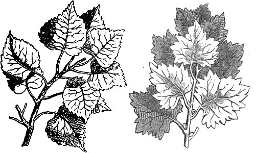Trattato completo di agricoltura I fig065