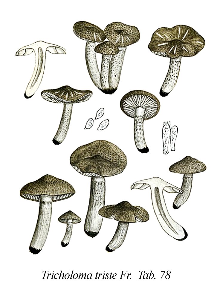 Tricholoma triste-Icon-Mycol.-Tab-78