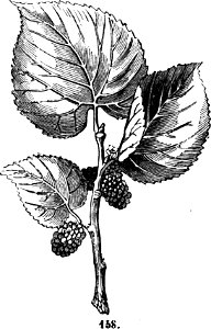 Trattato completo di agricoltura I fig122