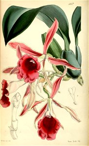 Trichopilia marginata (as Trichopilia coccinea) - Curtis' 81 (Ser. 3 no. 11) pl. 4857 (1855). Free illustration for personal and commercial use.