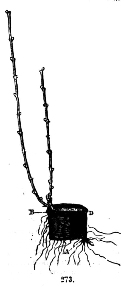Trattato completo di agricoltura II fig081