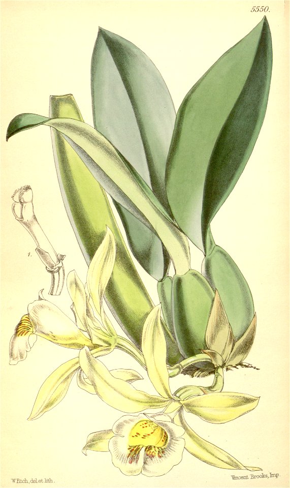 Trichopilia turialbae (spelled Trichopilia turialvae) - Curtis' 91 (Ser. 3 no. 21) pl. 5550 (1865)