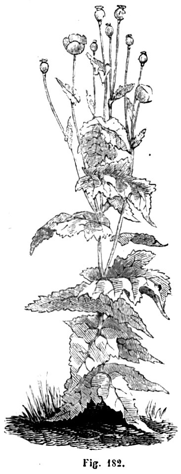 Trattato completo di agricoltura II fig004