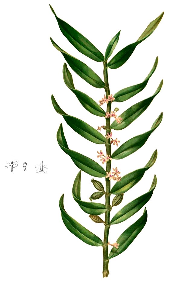 Trichoglottis rigida Blanco2.348-cropped