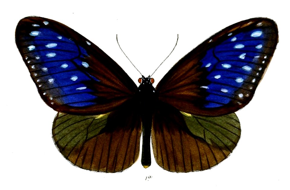 TrepsichroisLinnaei 35 1a