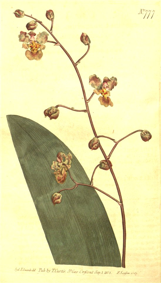 Trichocentrum undulatum (as Epidendrum undulatum) - Curtis' 20 pl. 777 (1804)