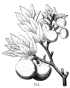 Trattato completo di agricoltura II fig111