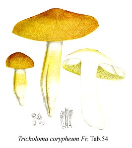 Tricholoma coryphaeum-Icon-Mycol.-Tab-54. Free illustration for personal and commercial use.