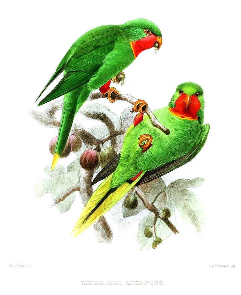 TrichoglossusAureocinctusKeulemans