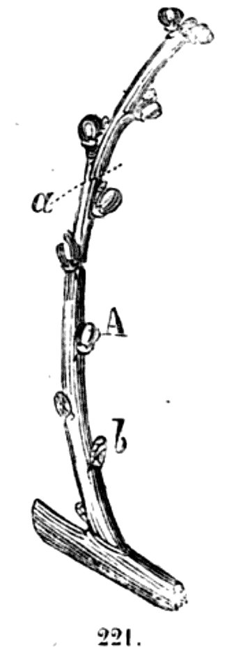 Trattato completo di agricoltura II fig034