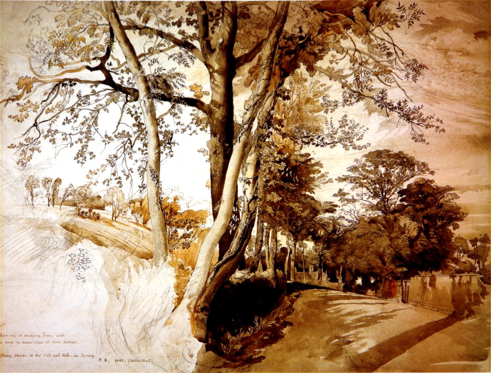 Trees in a lane