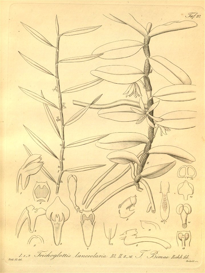 Trichoglottis lanceolaria - Trichoglottis bimae - Xenia 2 pl 117