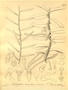 Trichoglottis lanceolaria - Trichoglottis bimae - Xenia 2 pl 117