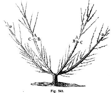 Trattato completo di agricoltura II fig054