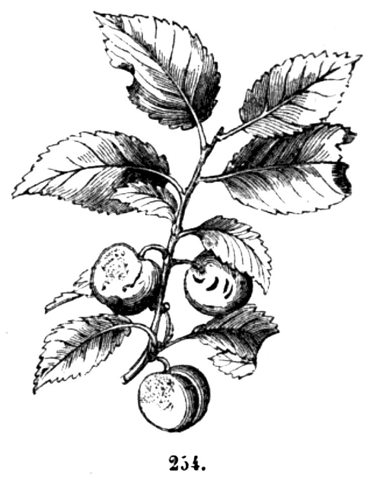 Trattato completo di agricoltura II fig064